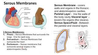 Chapter 1I   Serous Membranes