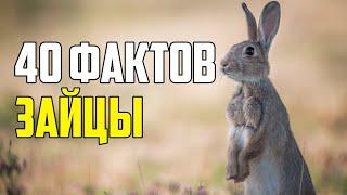 40 ИНТЕРЕСНЫХ ФАКТОВ О ЗАЙЦАХ