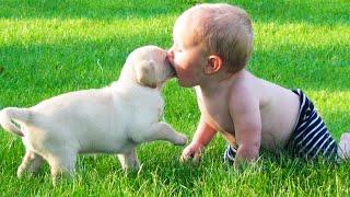 HILARIOUS Babies Playing With Pets Compilation - Funny Baby Videos || Cool Peachy