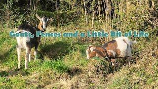 Goats, Fences and a Little Bit of Life