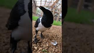 Crow Gets a Present!
