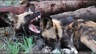 Wild Dogs on the Hunt & Hyena Kills Baby Impala