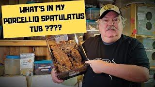 Porcellio spatulatus  |  Look at the surprise in my Porcellio spatulatus enclosure