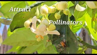 How to attract POLLINATORS to your blooming trees.