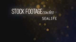 STOCK FOOTAGEcandies - SEALIFE Demo 2016