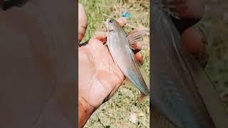 please subscribe fish hunter anwar #shortvideo