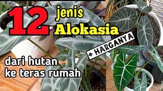 Jenis Alokasia