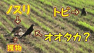 猛禽３種・ノスリが食べている獲物をオオタカ？とトビが狙っています　Buzzard, Goshawk and Kites【 Nussie Village / ぬっしー村 】