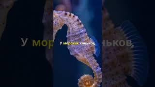  Морские Коньки: Тайны Хваткого Хвоста Раскрыты! 