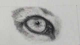 How to Draw a Realistic Cougar's Eye: Speed Drawing