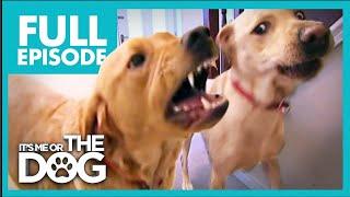 Aggressive Labradors Make House Unsafe for Newborn️ | Full Episode | It's Me or the Dog