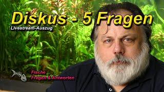 DISKUS - 5 ALLGEMEINE FRAGEN rund um den KÖNIG DER AQUARIENFISCHE