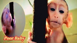 Oh God!! Poor Newborn Baby Monkey is Angry Crying For Mommy || Baby Monkey's HEARTBREAKING Cry 