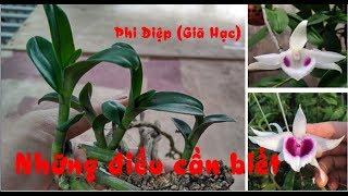 Tổng hợp các nội dung về phong lan Phi điệp| Giã Hạc cần biết