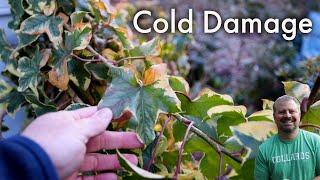 Examining Cold Damage in the Garden