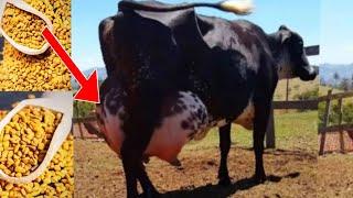 How To Increase  Milk Production In Cow || How To Improve Milk Production Of Cow