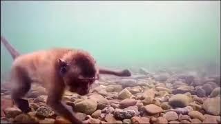 Macaque Monkeys Swimming Underwater Looking For Food