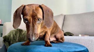 Mini dachshund needs a hand!