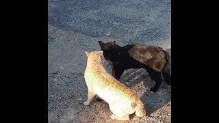 кошки  приколы# cat fighting /# կատուների կռիվ