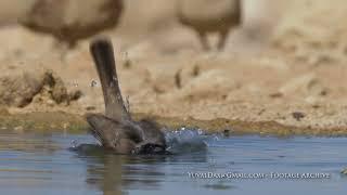 Yellow vented Bulbul / בולבול ממושקף