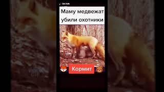 Лиса  кормит медвежат