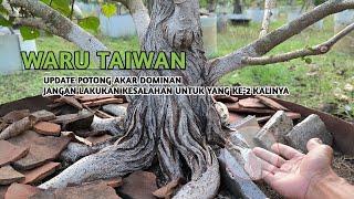 Detailed Explanation of How to Grow Roots in Waru Bonsai