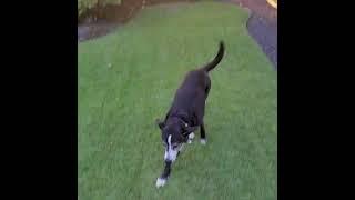 #flyballs!! #surf #sunset #hawaii  #labradorretriever #bordercollie #rescuedog #ocean #kona