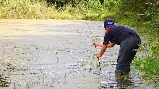 In the interior of Sumatra, snakehead fishing spots have not been touched by humans