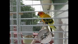 Sun Conure eating his breakfast out on the deck...