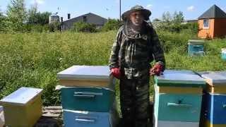 Формирование нуклеуса, вывод маток.