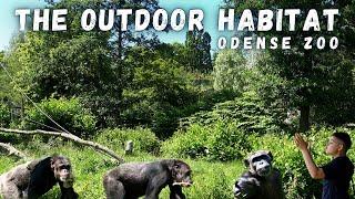 Meet the Chimps: Exploring Their Outdoor World!