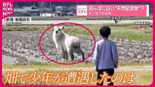 【モフモフの正体】田んぼに白い“天然記念物”？