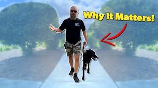 How to Have a Structured Walk with Your Dog!