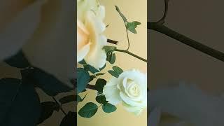 Peach/avalanche/tenke/rose/flower/rose/gardening.
