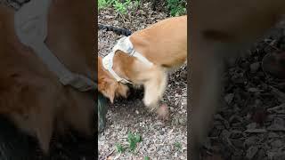 小狗在小小的花園裡挖呀挖呀挖｜小狗豆仔與他弟金金