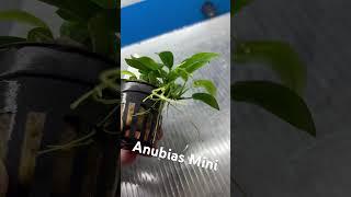 Anubias Mini #aquarium #paludarium #plants