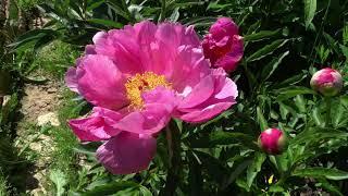 Пион Лоис Арлин / Peony Lois Arlene - Сад на Волхове