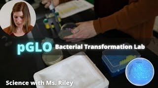 pGLO Bacterial Transformation Lab | Biology Lab with Ms. Riley