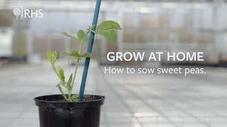 How to sow Sweet Peas | Grow at Home | RHS