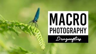 MACRO PHOTOGRAPHY | Dragonflies - VICTORIA HILLMAN