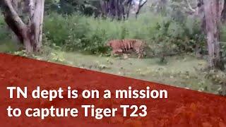 The TN dept is on a massive mission to capture Tiger T23