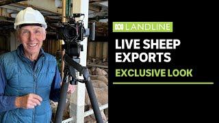 What it's like onboard a live export ship | ABC News