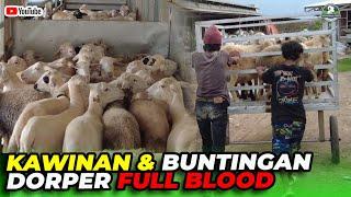 12 EKOR HAMILAN & BUNTINGAN DORPER FULL BLOOD OTW KE BATANG PECALUNGAN