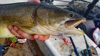 River Fishing - 9 Species Slam - Catching Catfish, Bluegill, Bowfin