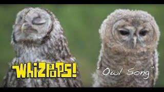 The Owl Song by The Whizpops!