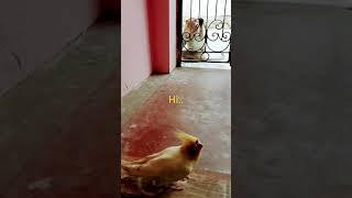 Cockatiel meets Mr.Monkey#comedy ##funnyvideo #satisfying #happy #cockatiel #monkey #funnyanimals
