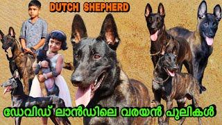 കടിച്ചു കീറുന്ന വരയൻ നായകൾ |Dutch Shepherd| David Land Kennels |Chalakkudy #doglover #dutchshepherd