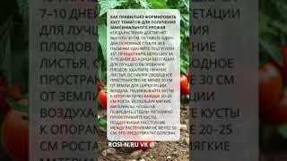 Как правильно формировать куст томатов для получения максимального урожая  #сад  #агротехнологии