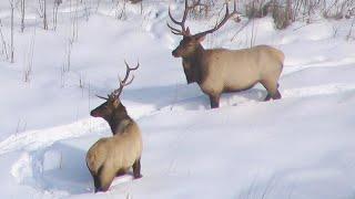 DNR to Conduct Aerial Elk Surveys in Northwest MN | Lakeland News