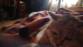 КешиЧ в логове ТиГоросов